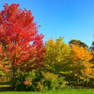 Acer rubrum ‘Autumn Blaze’ – Maple get a quote
