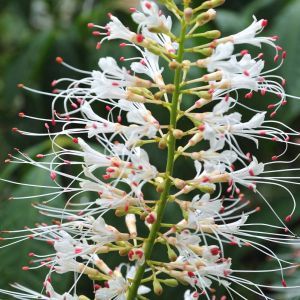 Aesculus parviflora ‘ Bottlebrush Buckeye ‘ Buckeye ‘ Horse Chestnut get a quote