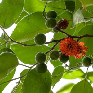 Broussonetia papyrifera – Paper Mulberry – get a quote