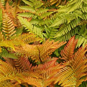 Dryopteris erythrosora – Autumn Fern – Japanese Shield Fern – Buckler Fern – Shield Fern – Wood Fern – get a quote