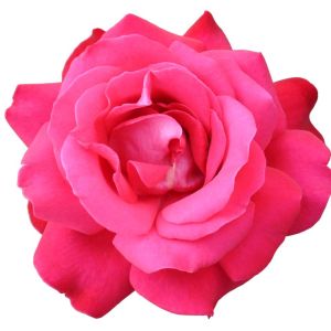 Rosa ‘Lady Mitchell’ – Rose ‘Lasy Mitchell’ get a quote