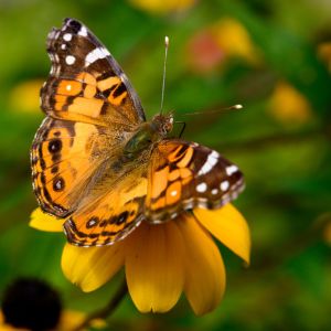 American Lady – Vanessa virginiensis get a quote