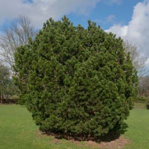 Pinus mugo ‘Gnom’ – Mountain Pine – Mugo Pine – Dwarf Mountain Pine – Swiss Mountain Pine – Pine – get a quote