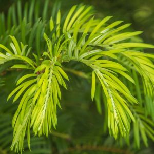 Cephalotaxus harringtonia – Japanese Plum Yew – Cowtail Pine – Plum Yew – Plum Yew – get a quote