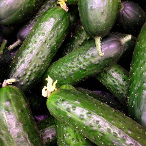 Cucumber – Straight Eight Cucumber get a quote