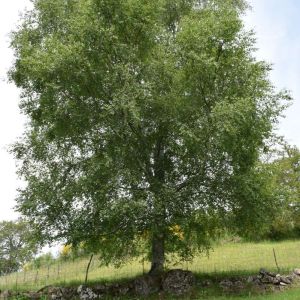 Betula celtiberica – Birch – get a quote