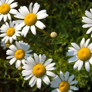 Leucanthemum x superbum – Chrysanthemum maximum of gardens – Chrysanthemum x superbum – Shasta Daisy – get a quote