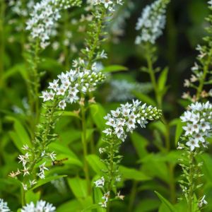 Lysimachia barystachys – Loosestrife – get a quote