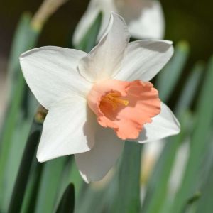 Narcissus ‘Pink Pride’ – Daffodil ‘Pink Pride’ get a quote