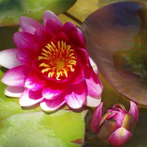 Nymphaea ‘Ellisiana’ – Waterlily – get a quote