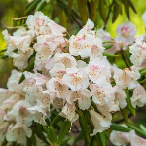 Rhododendron decorum – Azaleas – get a quote