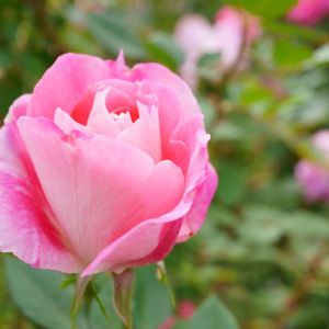 Rosa ‘Carefree Beauty’ – Rose ‘Audace’ – Rose ‘Bucbi’ – Rose ‘Carefree Beauty’ – Rosa ‘Audace’ – Rosa ‘Bucbi’ – get a quote