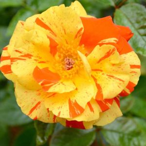 Rosa ‘Oranges and Lemons’ – Rose ‘Orange and Lemons’ get a quote