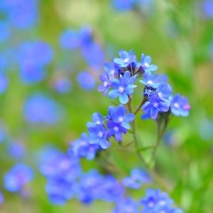 Anchusa capensis ‘Dawn’ – Alkanet – Summer Forget-me-not get a quote