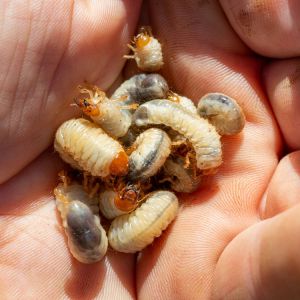 Scarab Beetles – Grubs – Scarabaeidae family get a quote