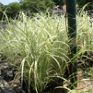 Miscanthus sinensis ‘Cosmopolitan’ – Eulalia Grass get a quote