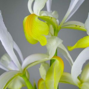 Iris I. ‘Apollo’ – bulb get a quote