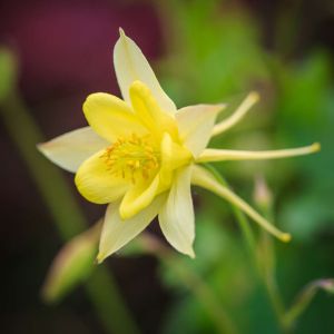 Aquilegia chrysantha ‘Yellow Queen’ – Yellow Columbine – Columbine get a quote
