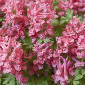 Corydalis solida – Corydalis halleri – Corydalis transsylvanica of gardens – Fumewort – Pseudofumaria – get a quote