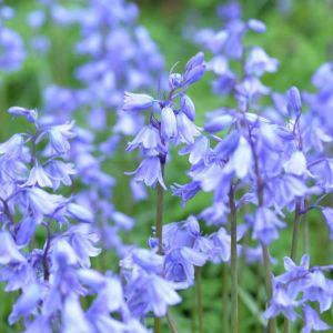 Hyacinthoides hispanica – Endymion hispanica – Scilla campanulata – Scilla hispanica – Spanish bluebell – Endymion – Bluebell – get a quote