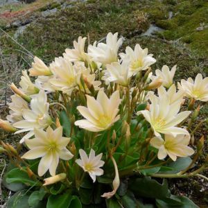 Lewisia tweedyi – Bitter Root – get a quote