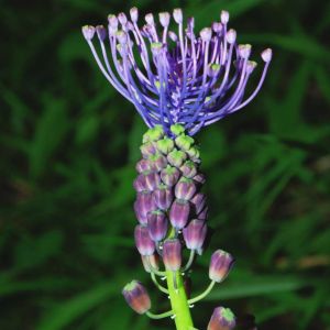 Muscari comosum – Leopoldia comosa – Tassel Grape Hyacinth – Fringe Hyacinth – Muscarimia – Grape Hyacinth – get a quote