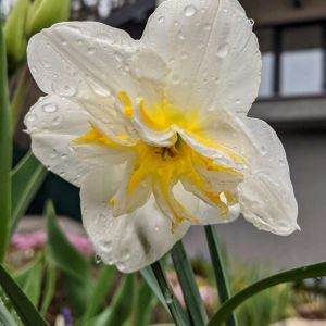 Narcissus ‘Lemon Beauty’ – Daffodil ‘Lemon Beauty’ get a quote