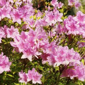 Rhododendron yedoense var. poukhanense – Yodogawa Azalea – Korean Azalea – get a quote