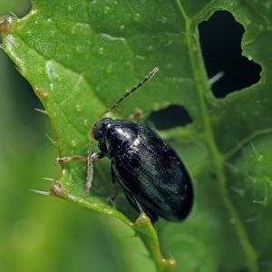 Cabbage Flea Beetle – Phyllotreta albionica get a quote