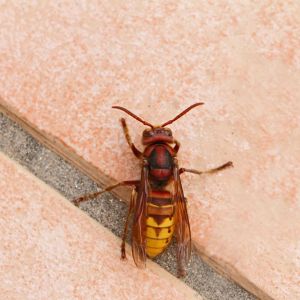 European Hornet – Vespa crabro germana get a quote