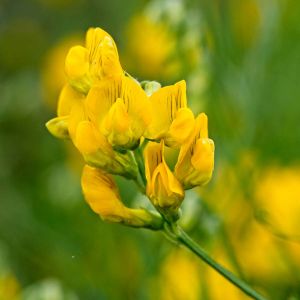 Lathyrus pratensis – Meadow vetchling – Yellow vetchling get a quote