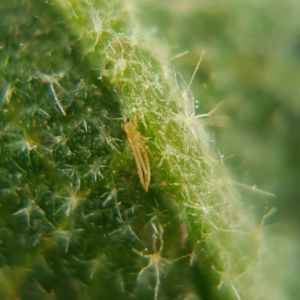 Melon Thrips – Thrips palmi get a quote