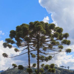 Araucaria angustifolia – Paranza Pine – Candelabra Tree – Parana Pine – get a quote
