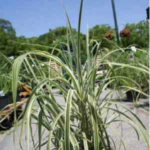 Miscanthus sinensis ‘Purpurascens’ – Eulalia grass – ‘ get a quote