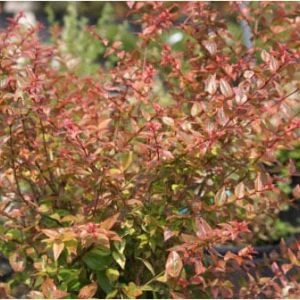 Abelia ‘Mardi Gras’ – Madi Gras abelia get a quote