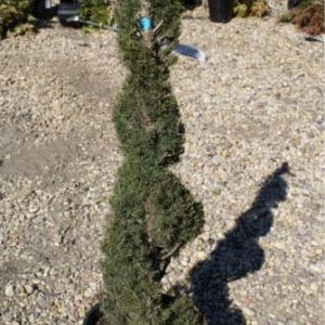 Topiary – Spiral – Double spiral – Alberta spruce get a quote