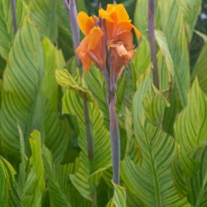 Canna ‘Bengal Tiger’ – Bengal Tiger lily – get a quote
