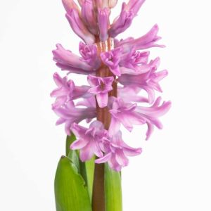 Hyacinthus ‘Anna Liza’ – Hyacinth ‘Anna Liza’ – get a quote