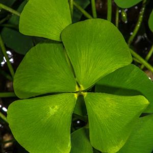 Marsilea drummondii – Common Water Clover – Common Nardoo – Pepperwort – Water Clover – Nardoo – get a quote