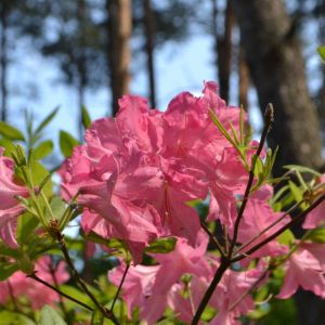 Rhododendron prinophyllum – Rhododendron roseum – Roseshell Azalea – Mountain Pink – Azaleas – get a quote