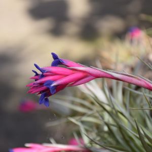 Tillandsia aeranthos – Tillandsia dianthoidea – Air Plant – get a quote