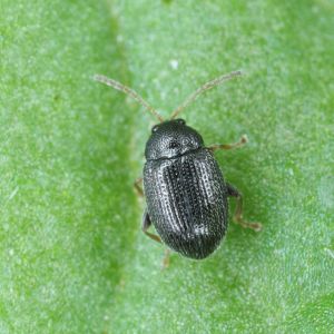 Potato Flea Beetle – Epittrix cucumeris get a quote