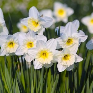 Narcissus ‘Ice Follies’ – Daffodil ‘Ice Follies’ get a quote