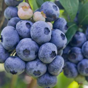 Vaccinium – Blueberry – Cranberry – Huckleberry – Blueray Highbush get a quote