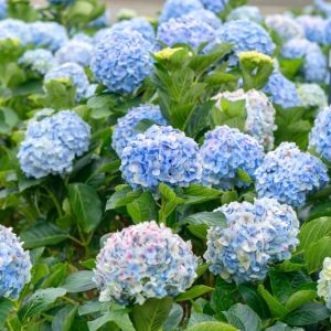 Hydrangea m. ‘All Summer Beauty’ get a quote