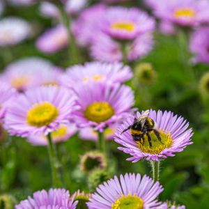 Erigeron glaucus – Beach Aster – Seaside Daisy – Fleabane get a quote