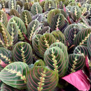 Maranta Red get a quote