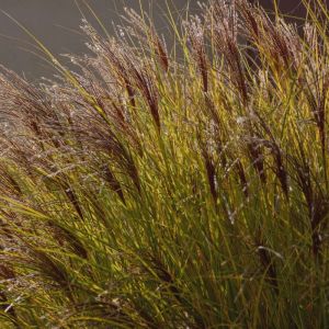 Miscanthus sinensis ‘Gracillimus’ – Miscanthus sinensis ‘Maiden Grass’ – Eulalia Grass get a quote
