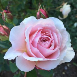Rosa ‘High Hopes’ – Rose ‘Haryup’ – Rose ‘High Hopes’ get a quote