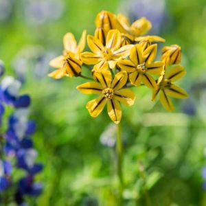 Triteleia ixioides – Brodiaea ixioides – Brodiaea lutea – Pretty Face – Golden Brodiaea- Triplet Lily – get a quote